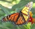 monarch butterfly garden picture